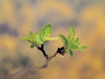 花斑癣和白癜风如何鉴别